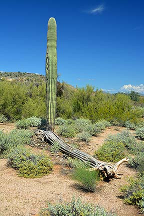 Saguaro skeleton, McDowell Mountain Regional Park, March 20, 2015